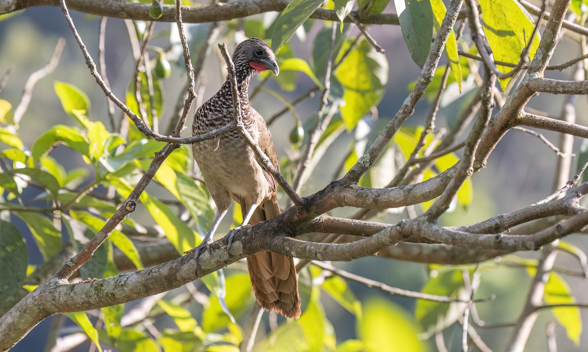 Speckled Chachalaca - ML642940827