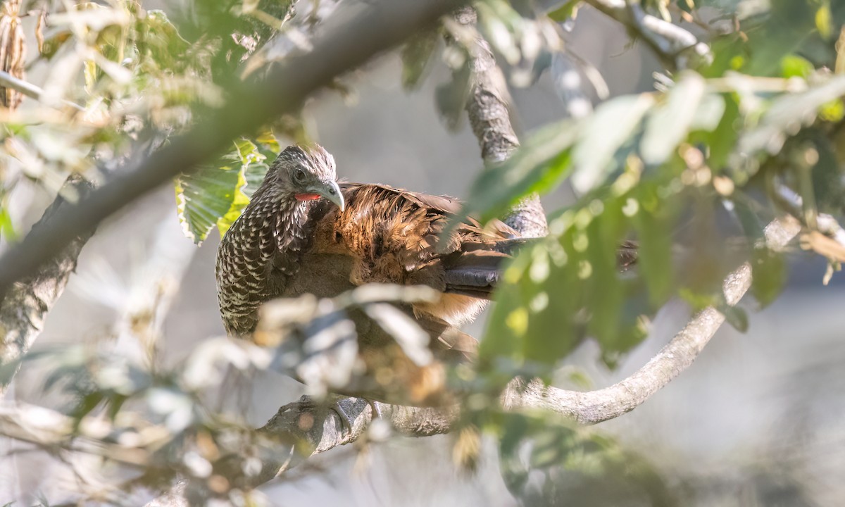 Speckled Chachalaca - ML642940828