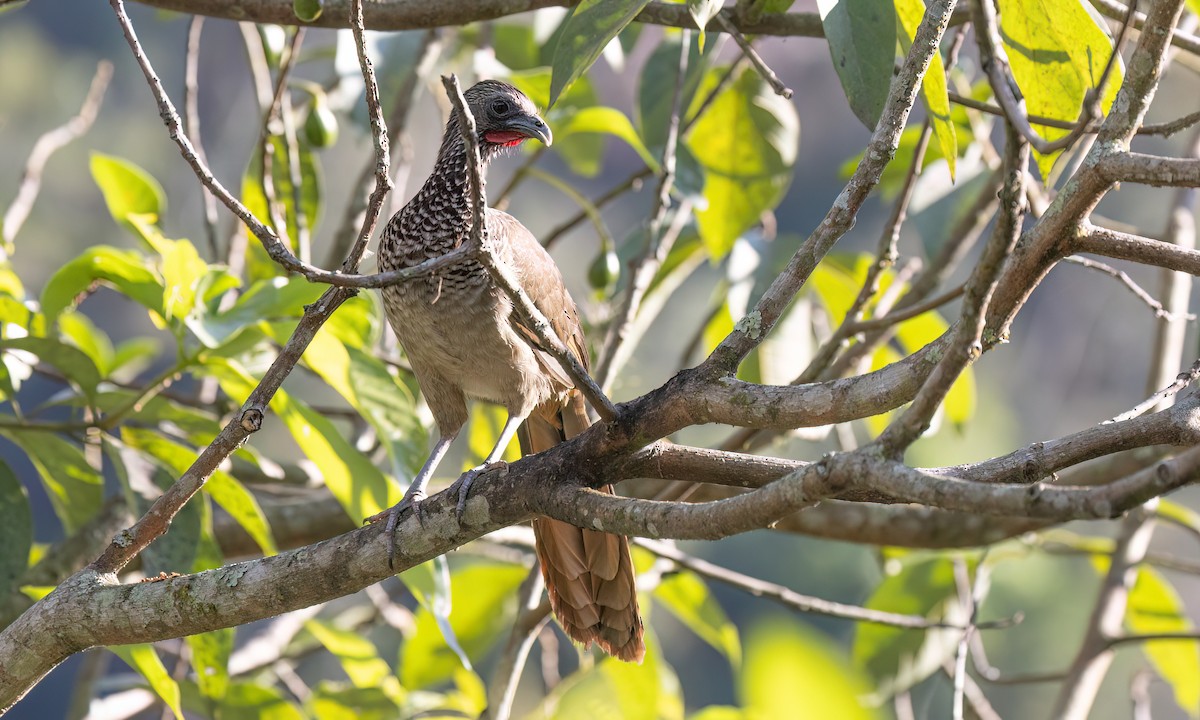 Speckled Chachalaca - ML642940829