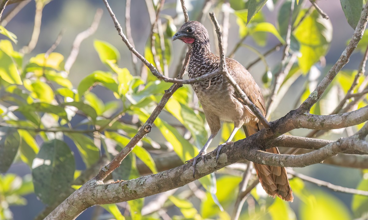 Speckled Chachalaca - ML642940830