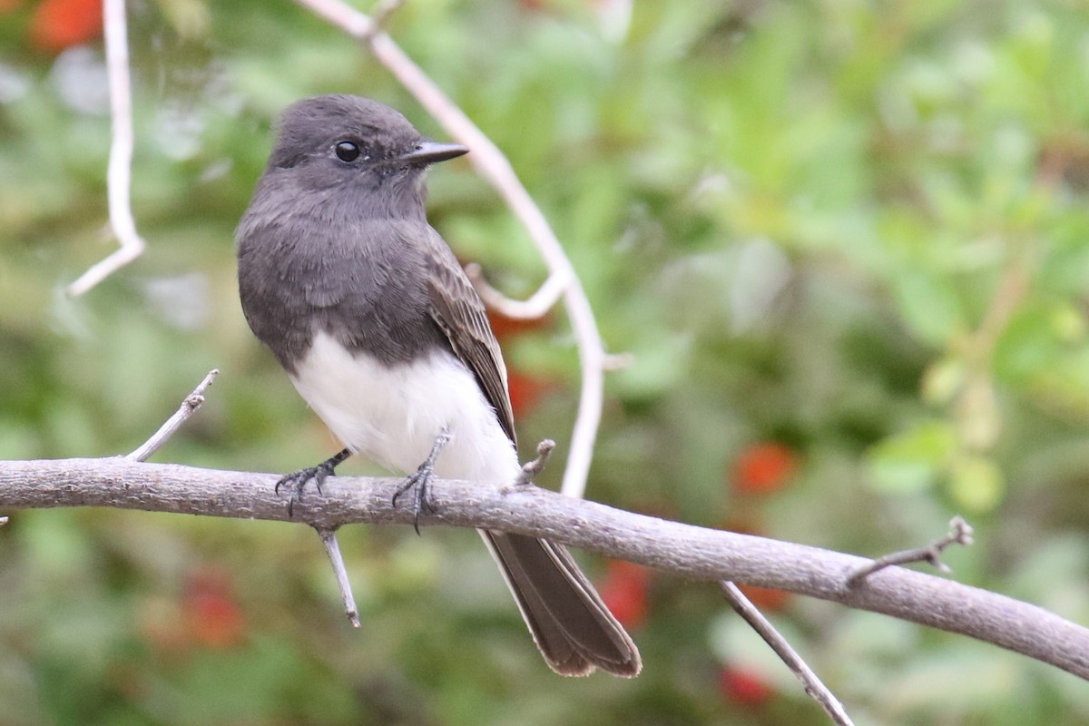 Black Phoebe (Northern) - ML642940834
