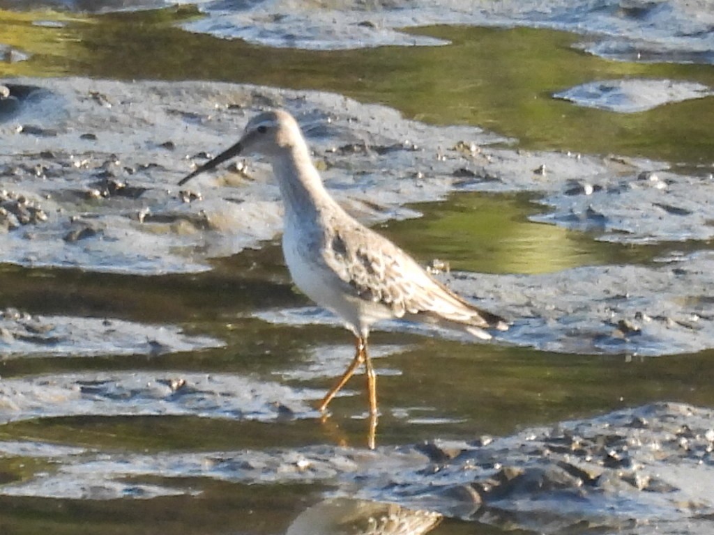 styltesnipe - ML642940835