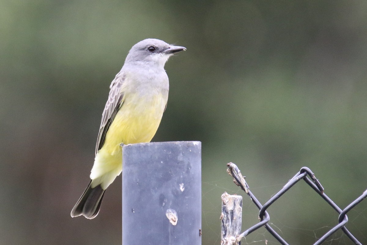 Cassin's Kingbird - ML642940839