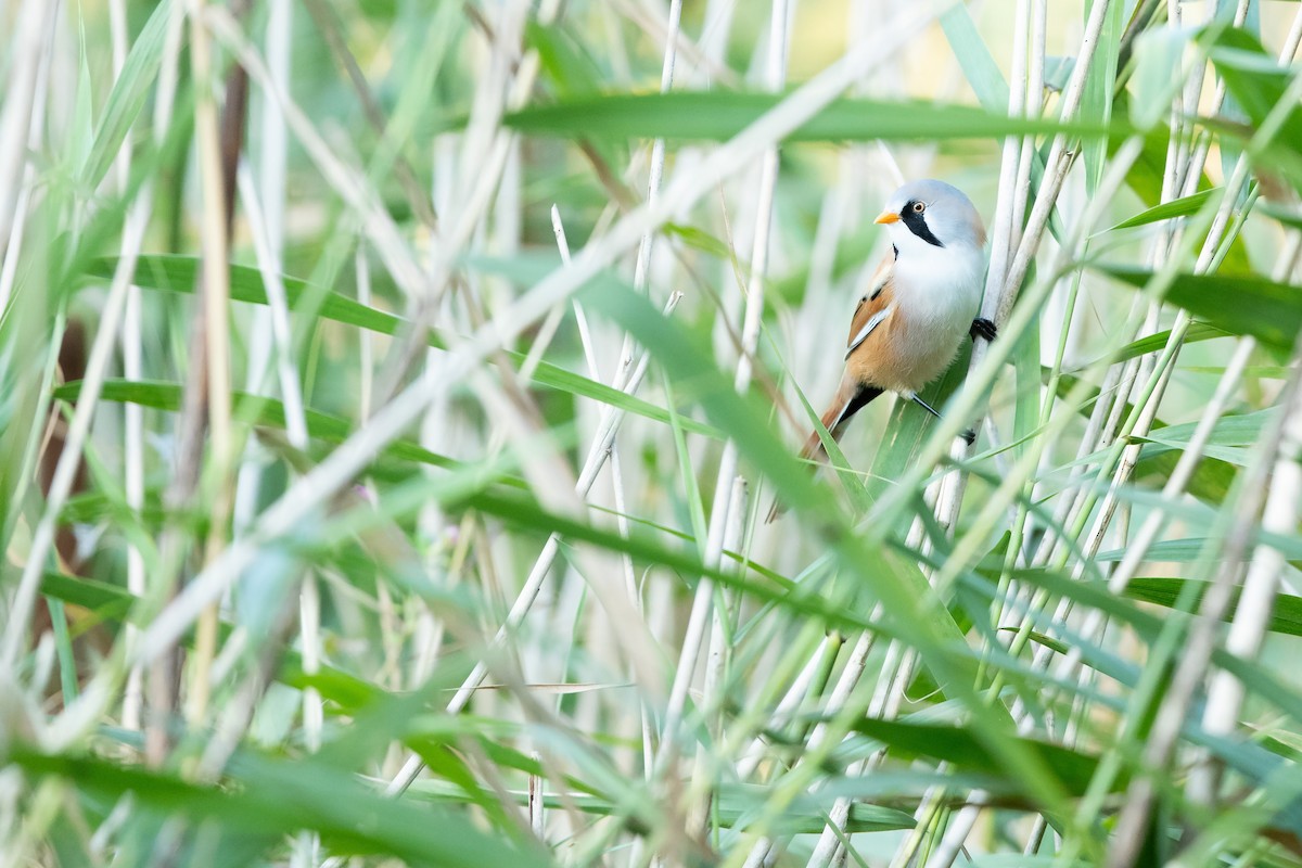 Bearded Reedling - ML642940850