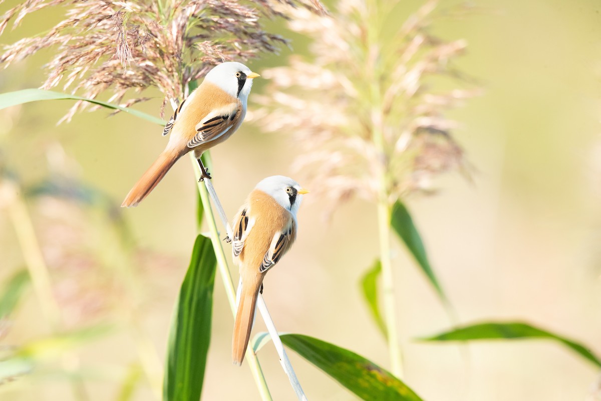 Bearded Reedling - ML642940852