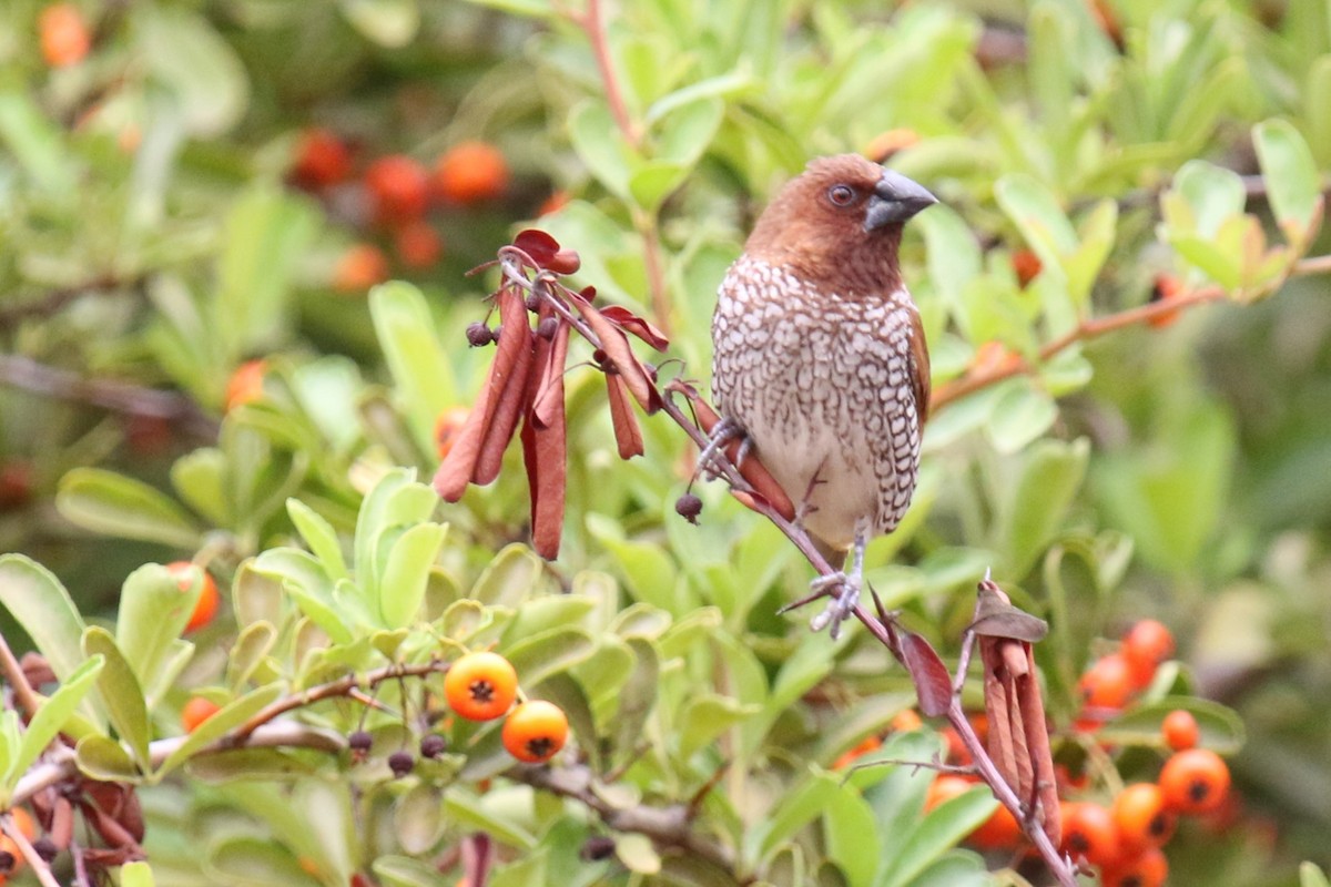 Munia pettosquamato - ML642940855