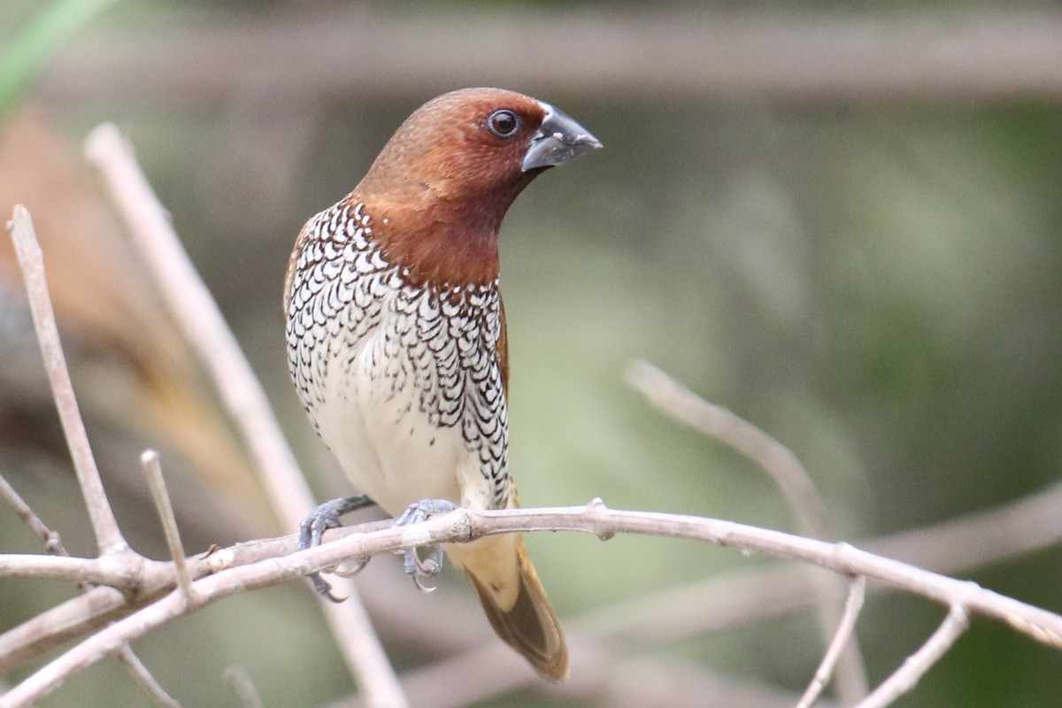 Munia pettosquamato - ML642940857