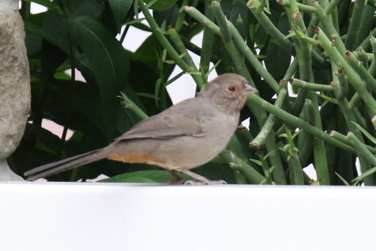 California Towhee - ML642940864