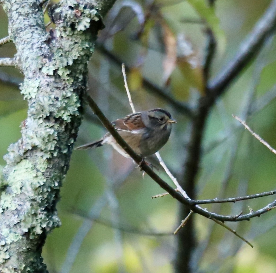Swamp Sparrow - ML642940881