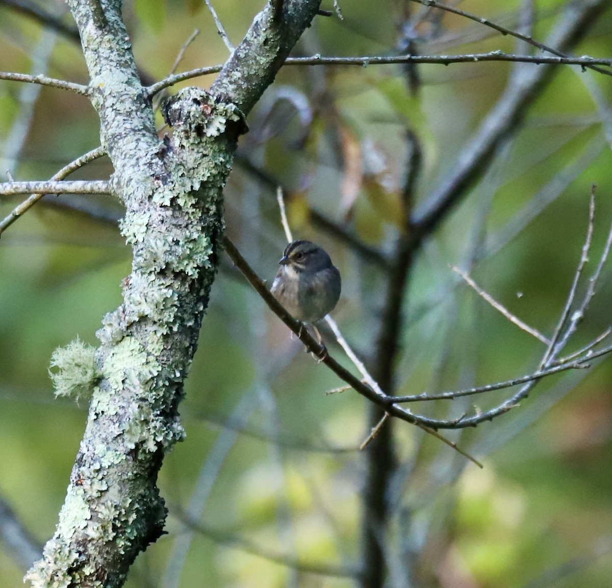 Swamp Sparrow - ML642940882