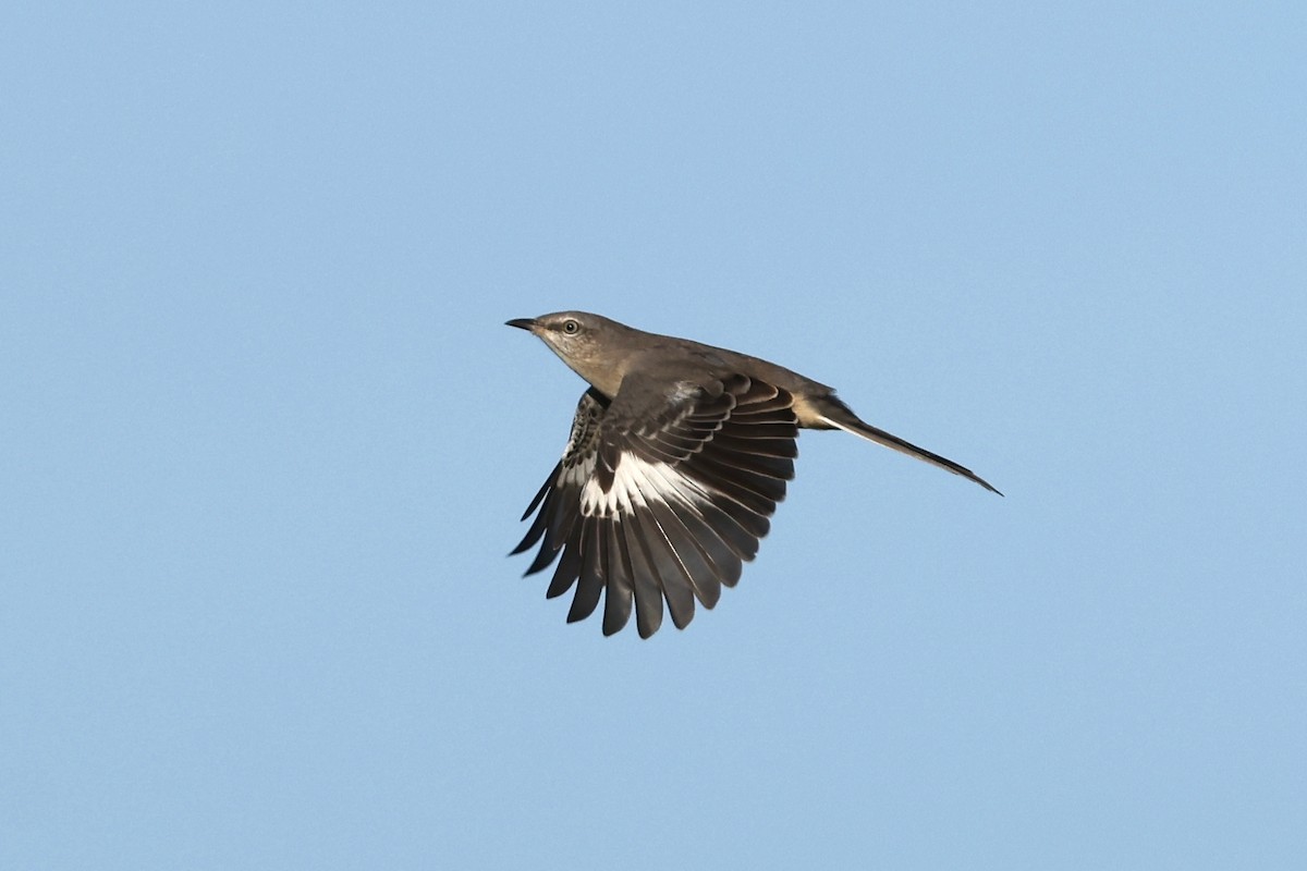 sangspottefugl - ML642940916