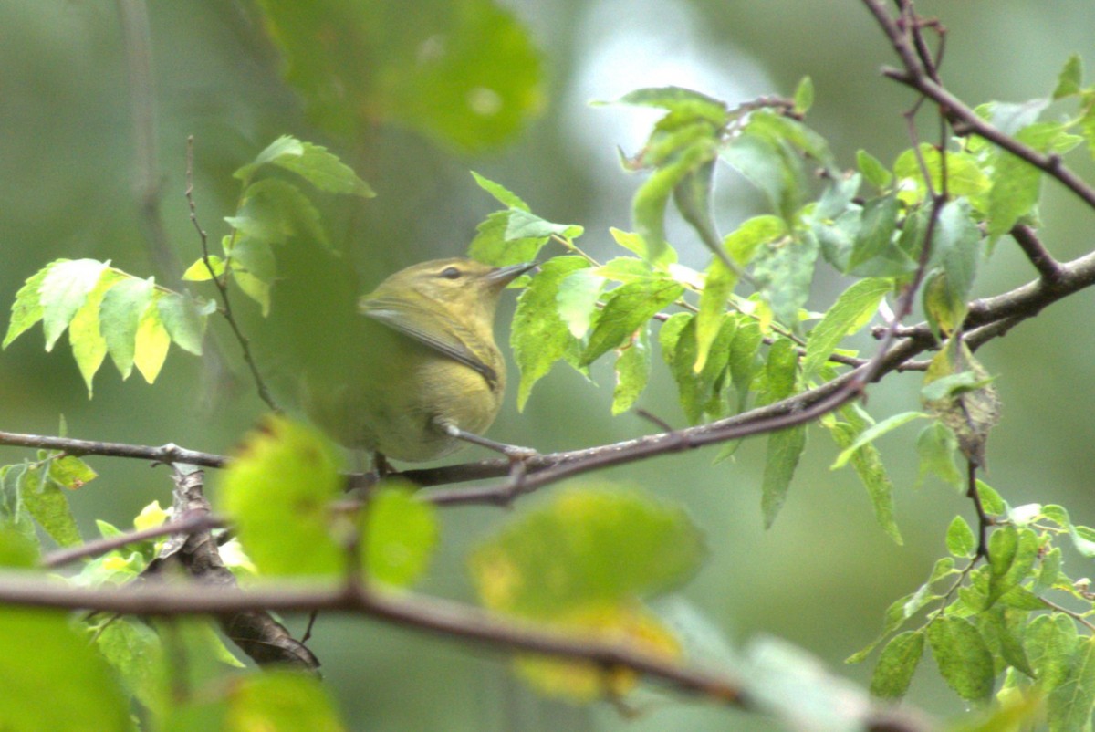 møllparula - ML642940917