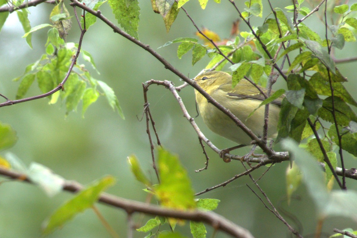møllparula - ML642940918