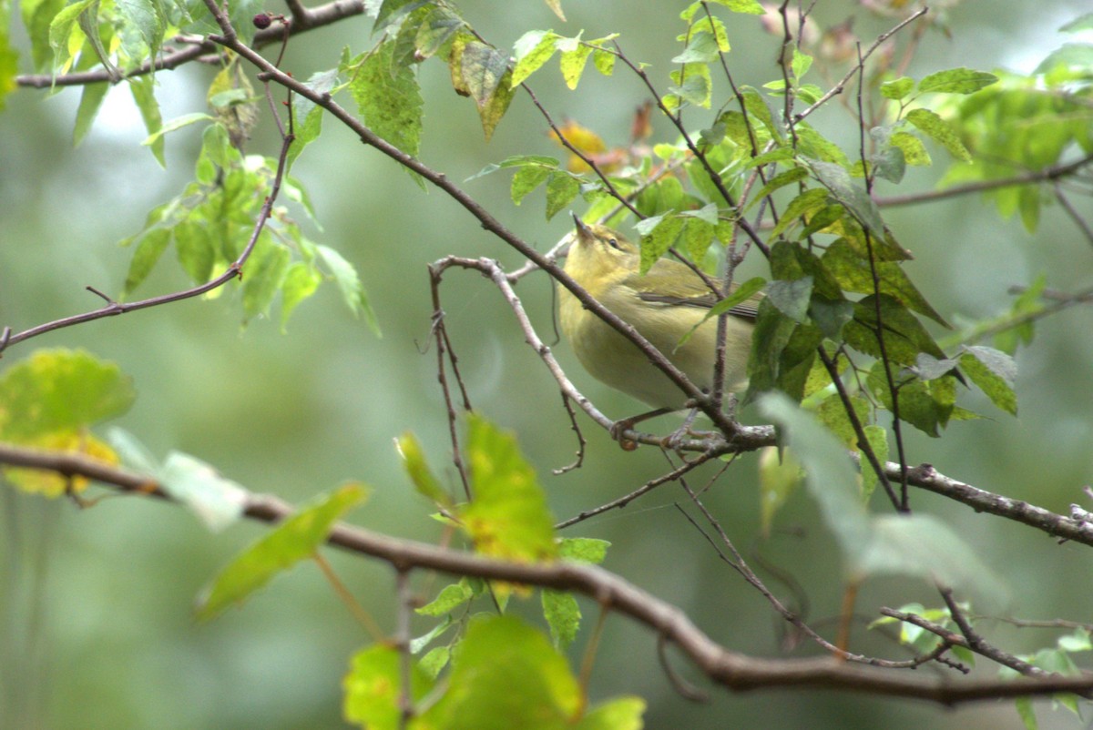 møllparula - ML642940919