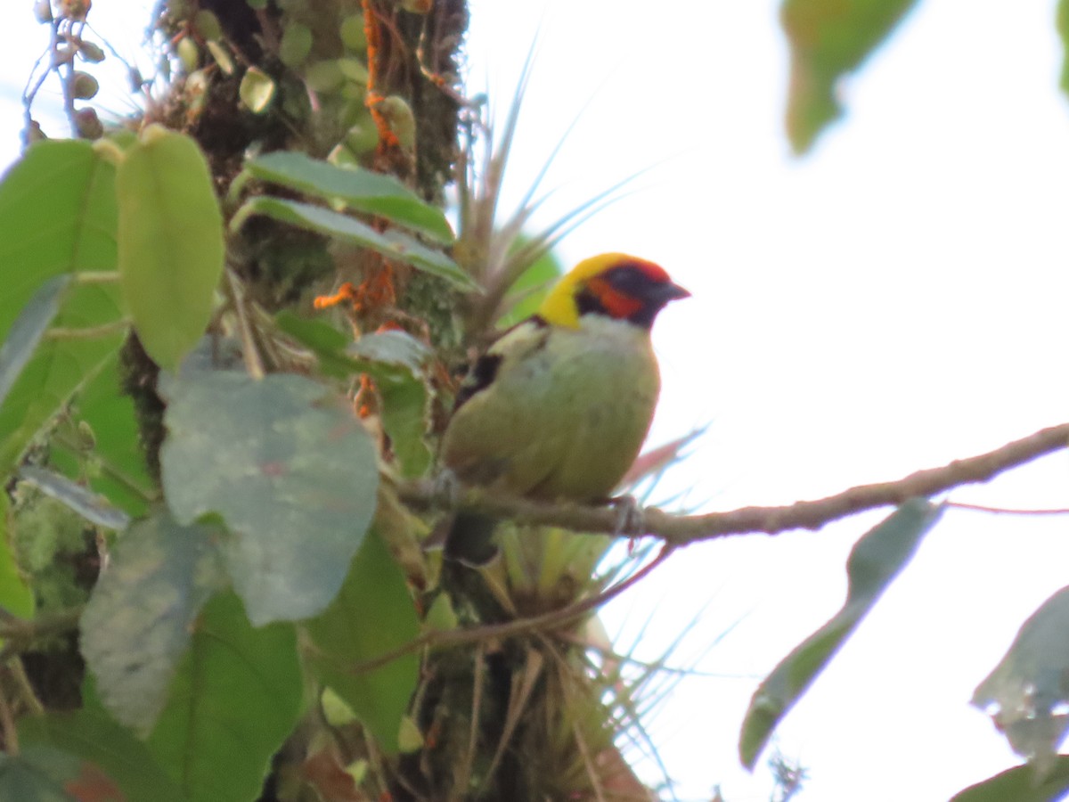 Flame-faced Tanager - ML642940920