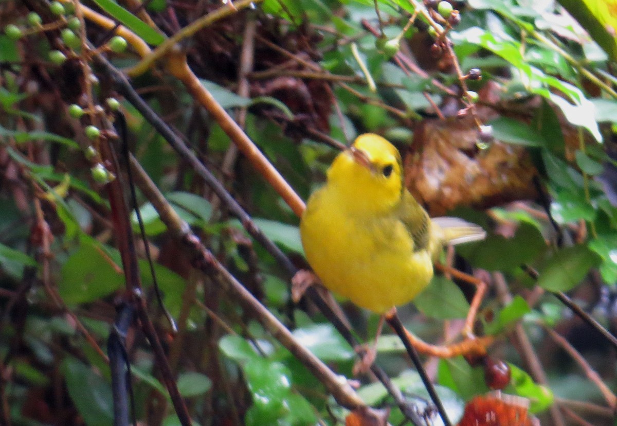 Hooded Warbler - ML642940977