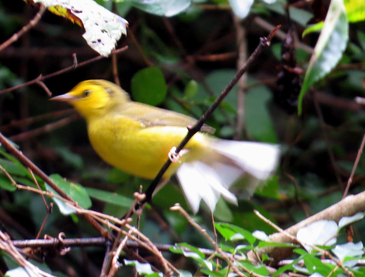 Hooded Warbler - ML642940978