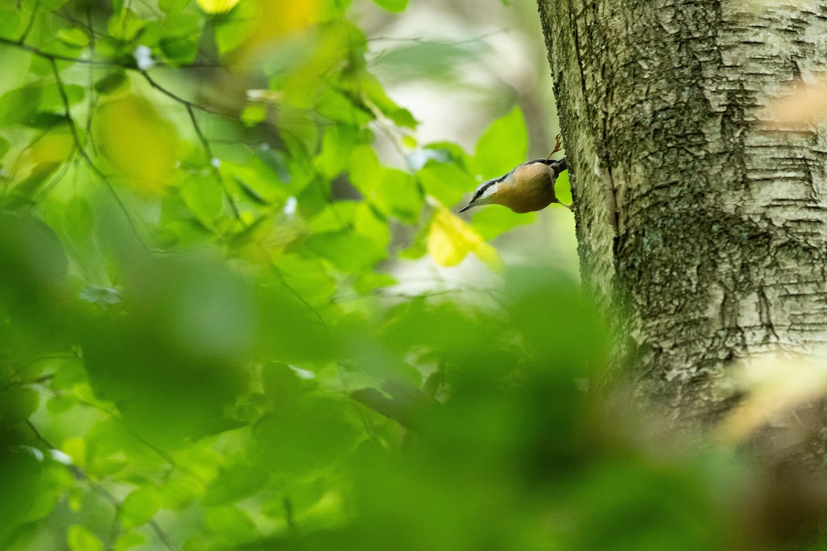 茶腹鳾(europaea群) - ML642940980