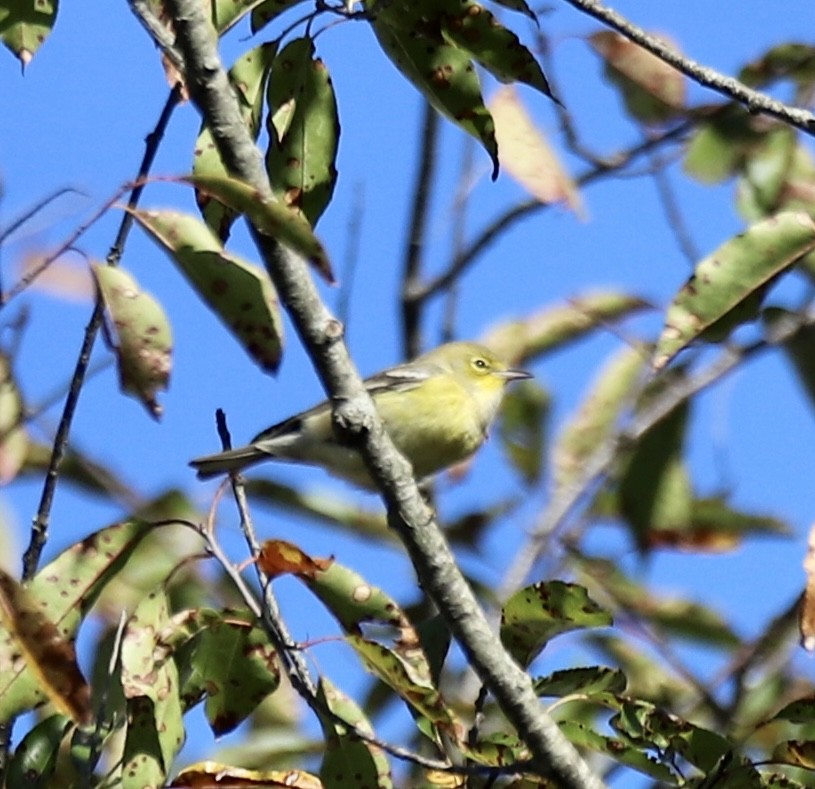 Pine Warbler - ML642940982