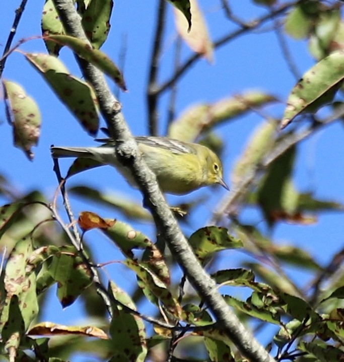 Pine Warbler - ML642940983