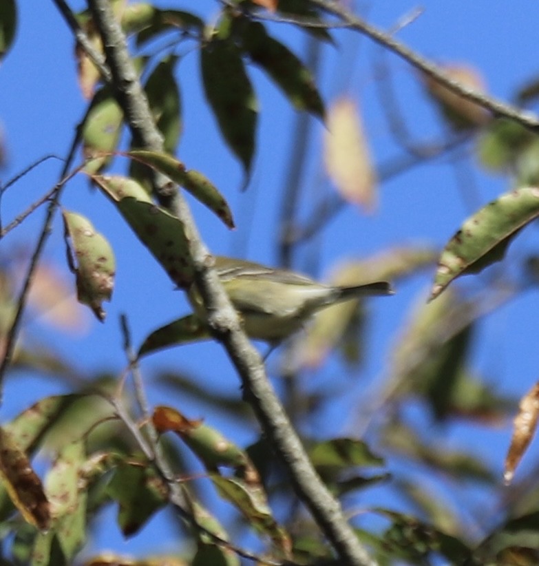 Pine Warbler - ML642940984