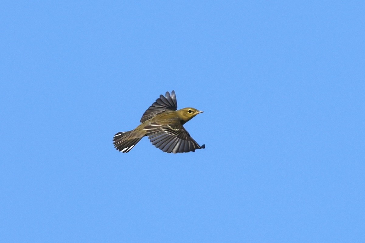 Blackpoll Warbler - ML642940986