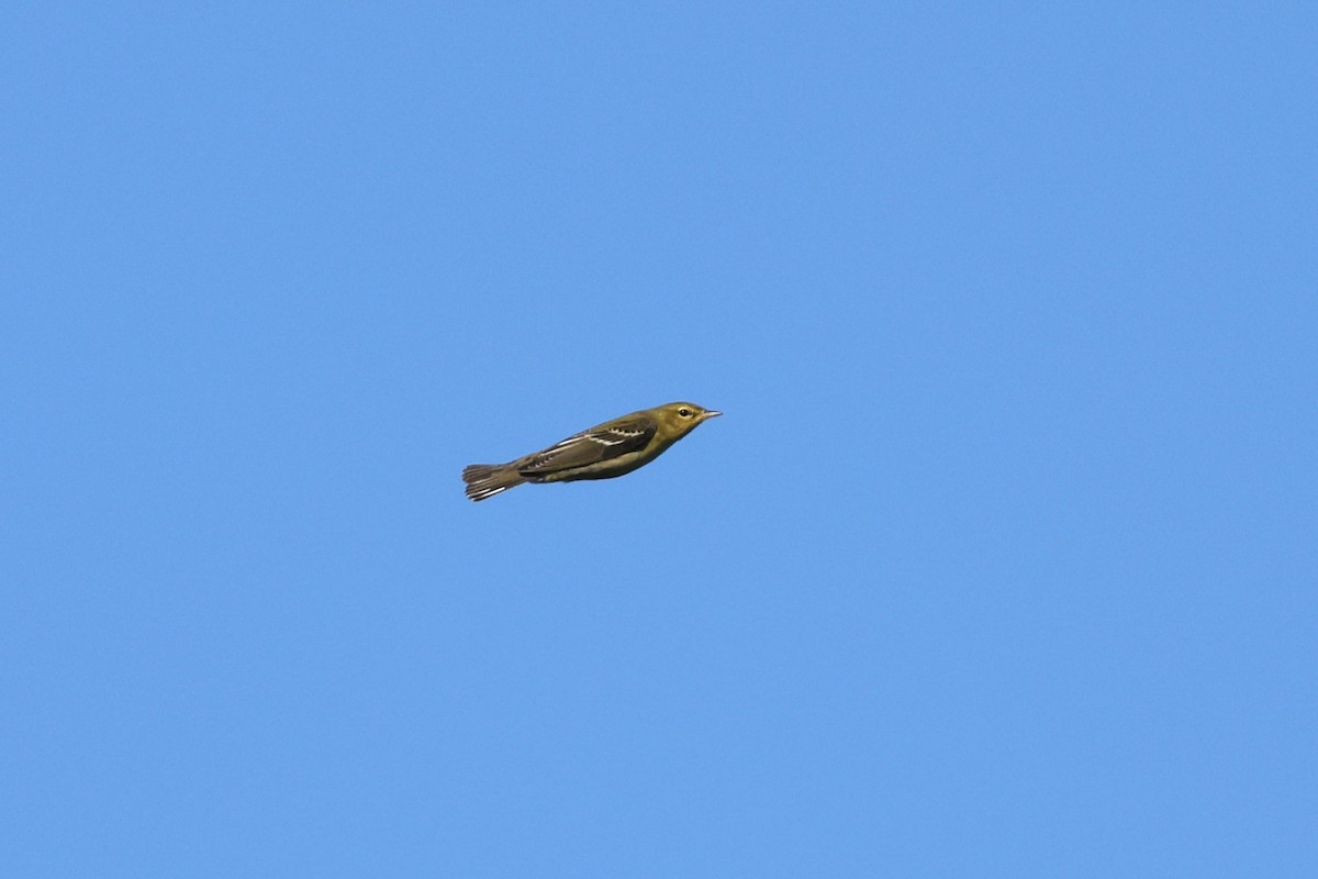 Blackpoll Warbler - ML642940987