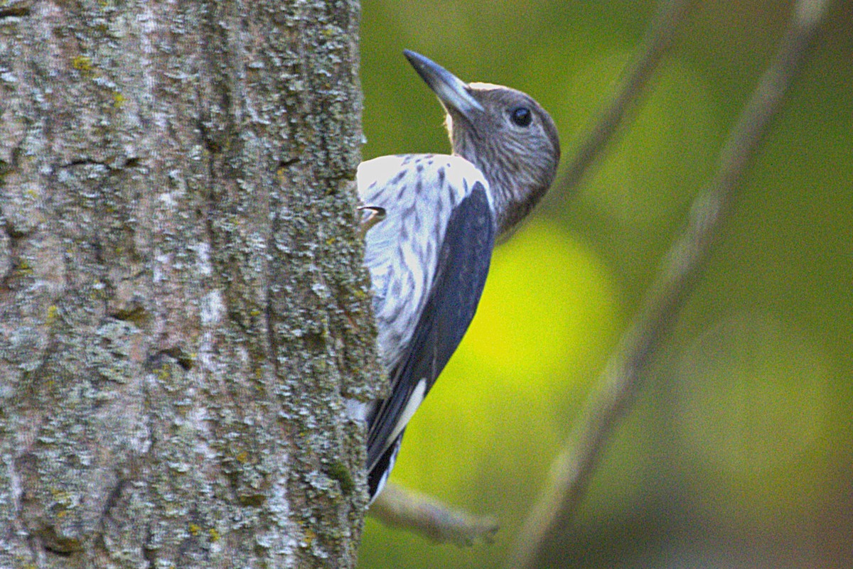 Red-headed Woodpecker - ML642940988