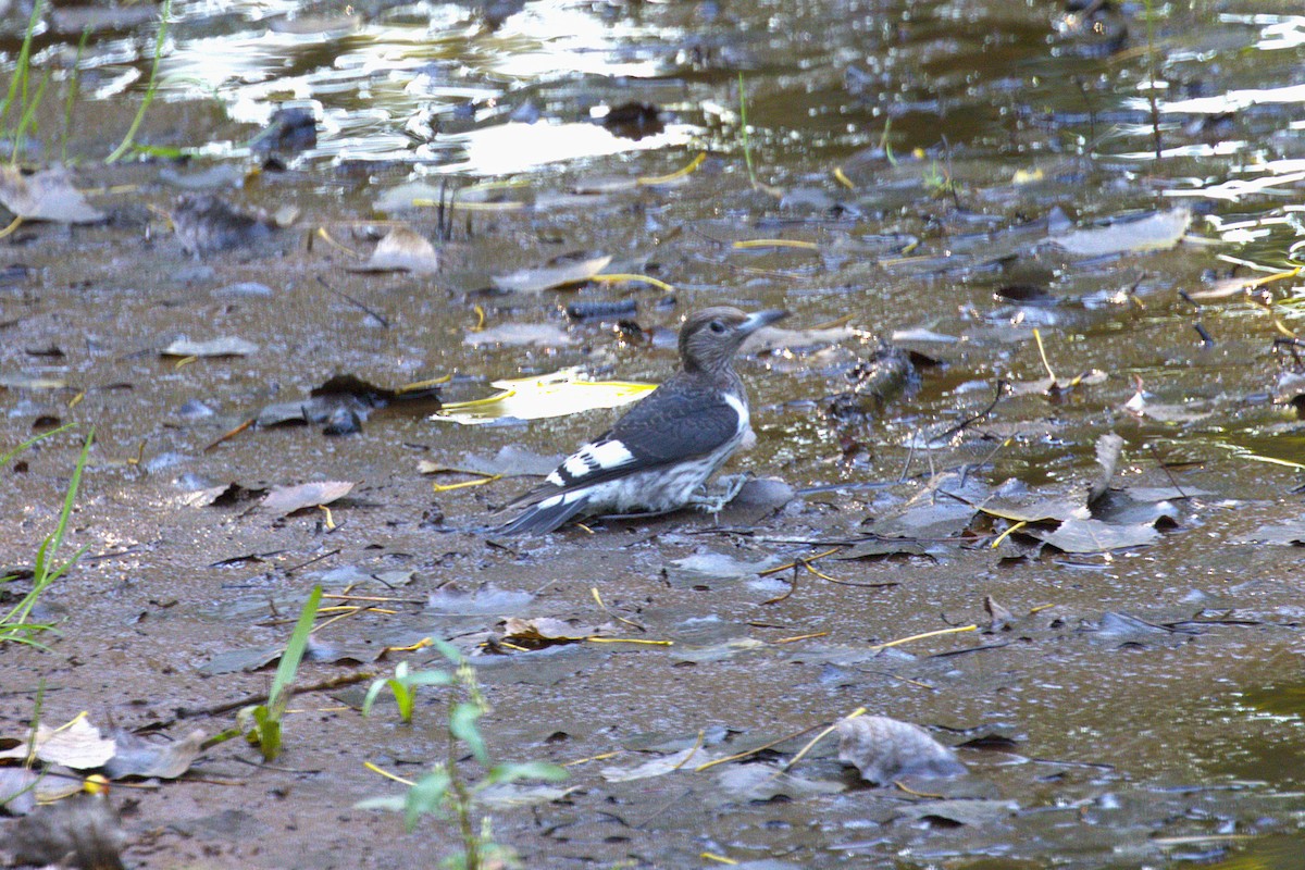 Red-headed Woodpecker - ML642940989