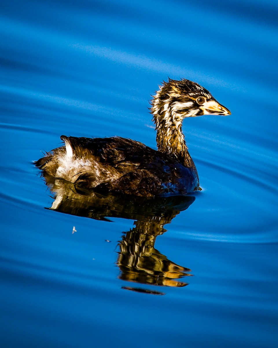 Pied-billed Grebe - ML642940992