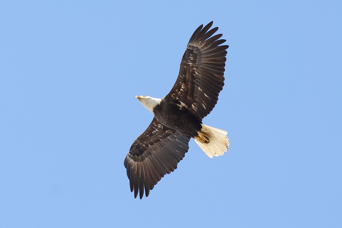 Bald Eagle - ML642940994