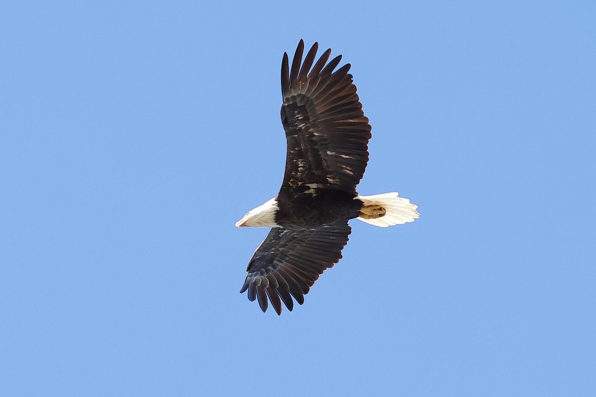 Bald Eagle - ML642940995