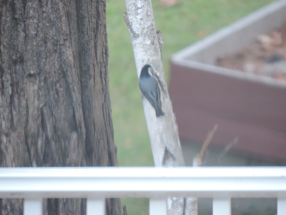 White-breasted Nuthatch - ML642940997