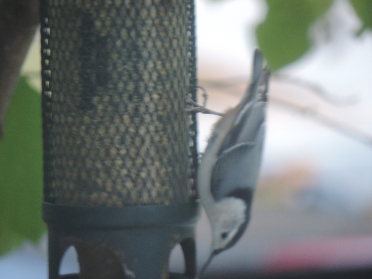 White-breasted Nuthatch - ML642940998