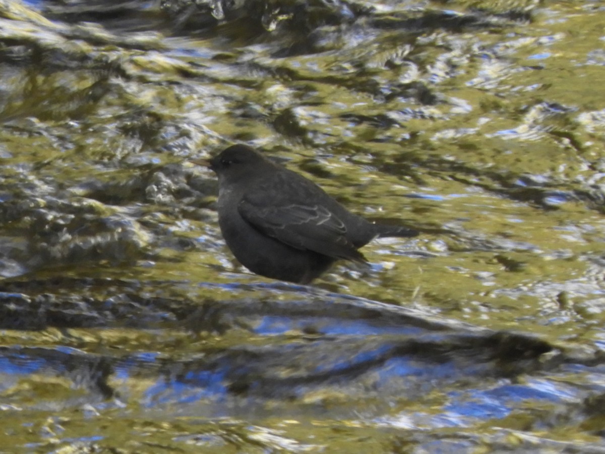 American Dipper - ML642940999