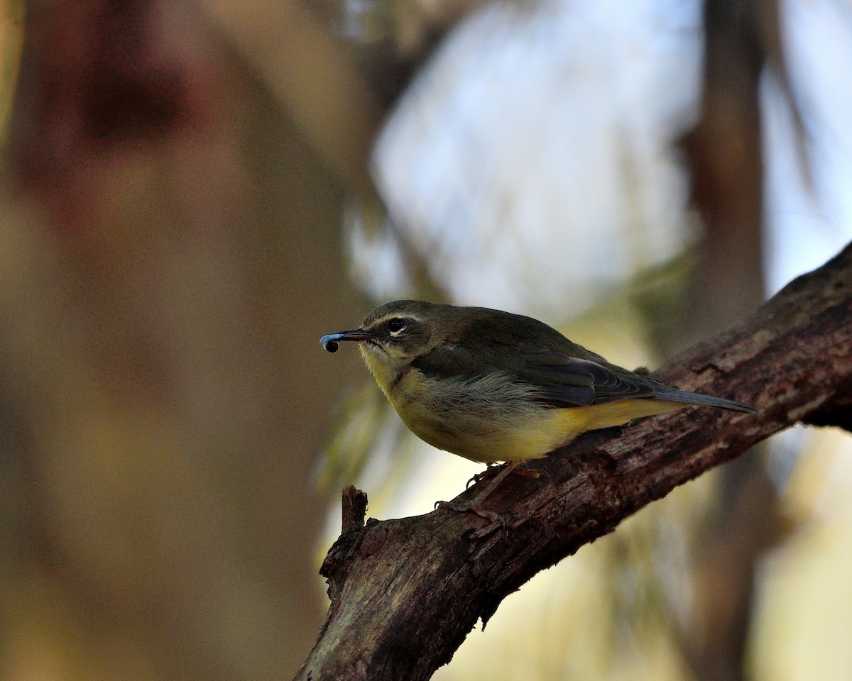 Black-throated Blue Warbler - ML642941000