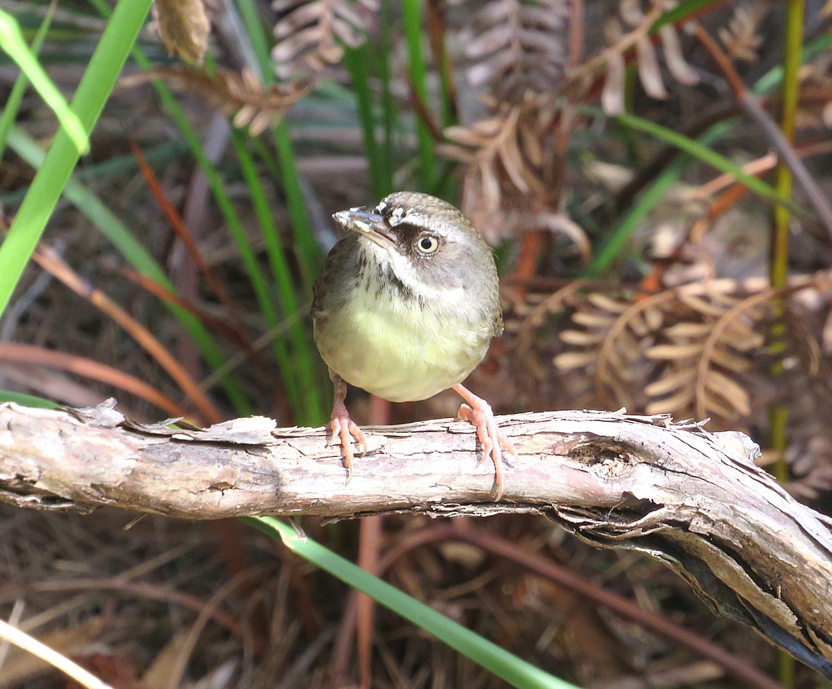 White-browed Scrubwren - ML642941002