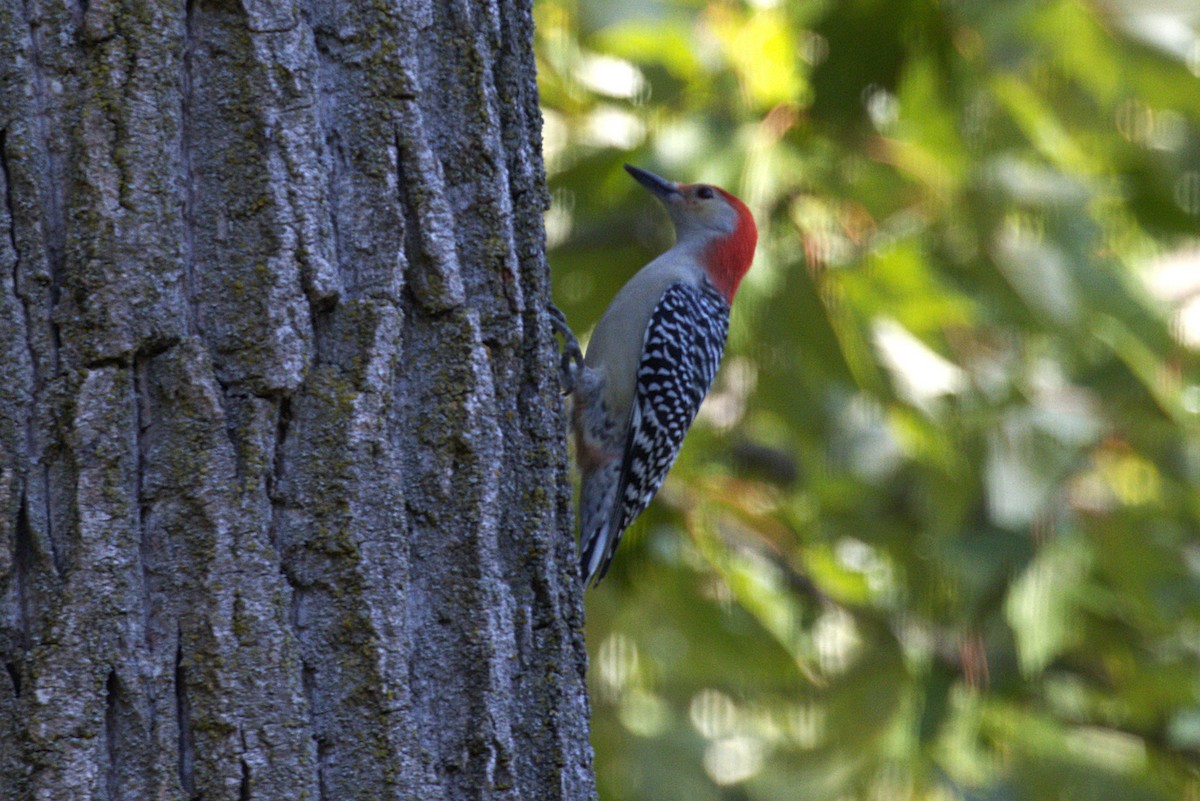 Red-bellied Woodpecker - ML642941003
