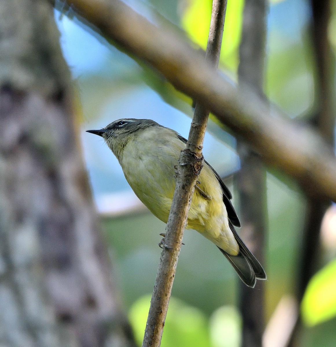 Black-throated Blue Warbler - ML642941004