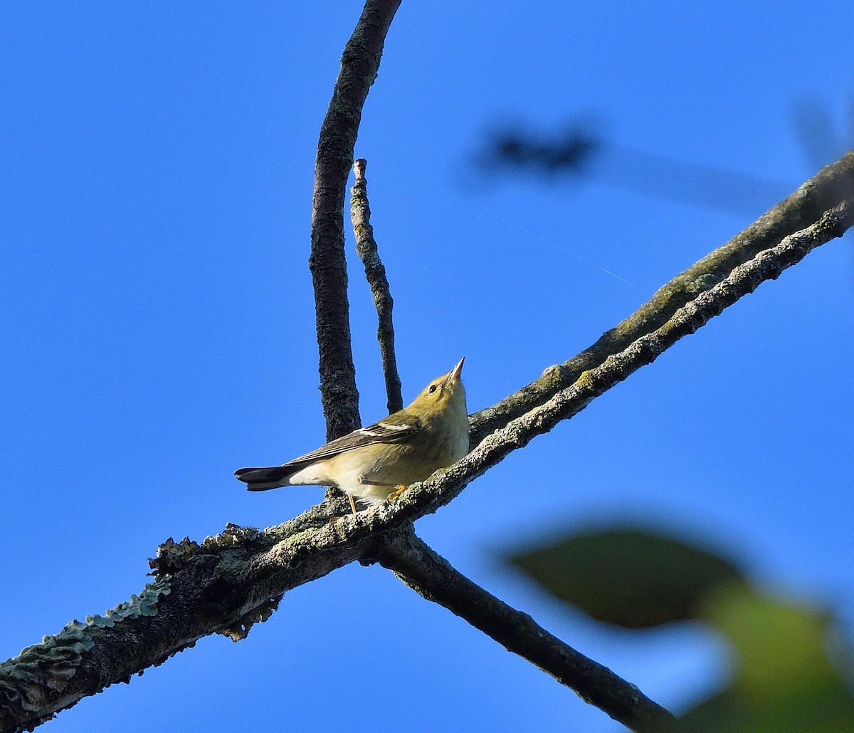 Blackpoll Warbler - ML642941005