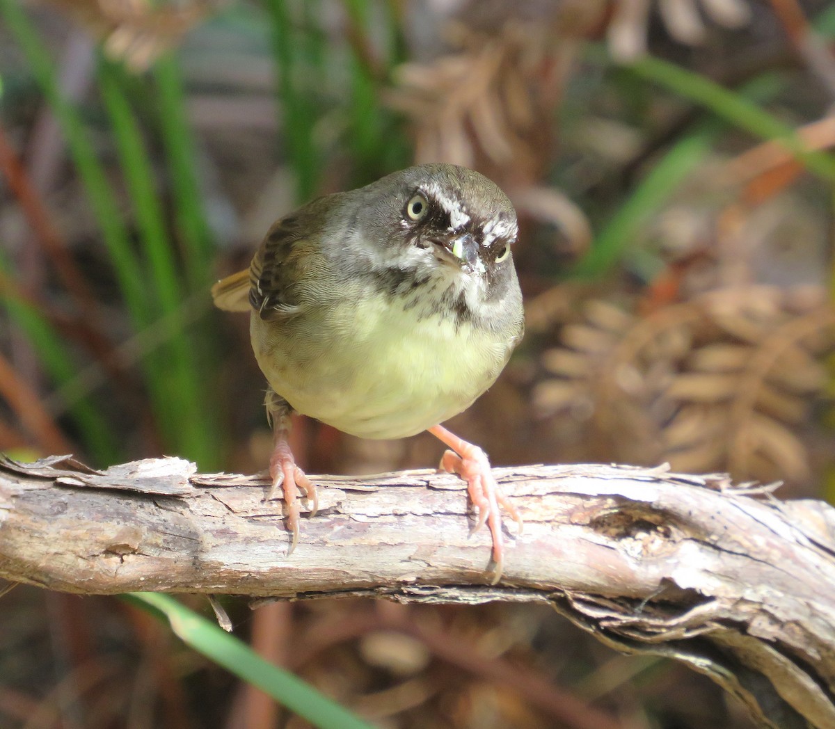 White-browed Scrubwren - ML642941007