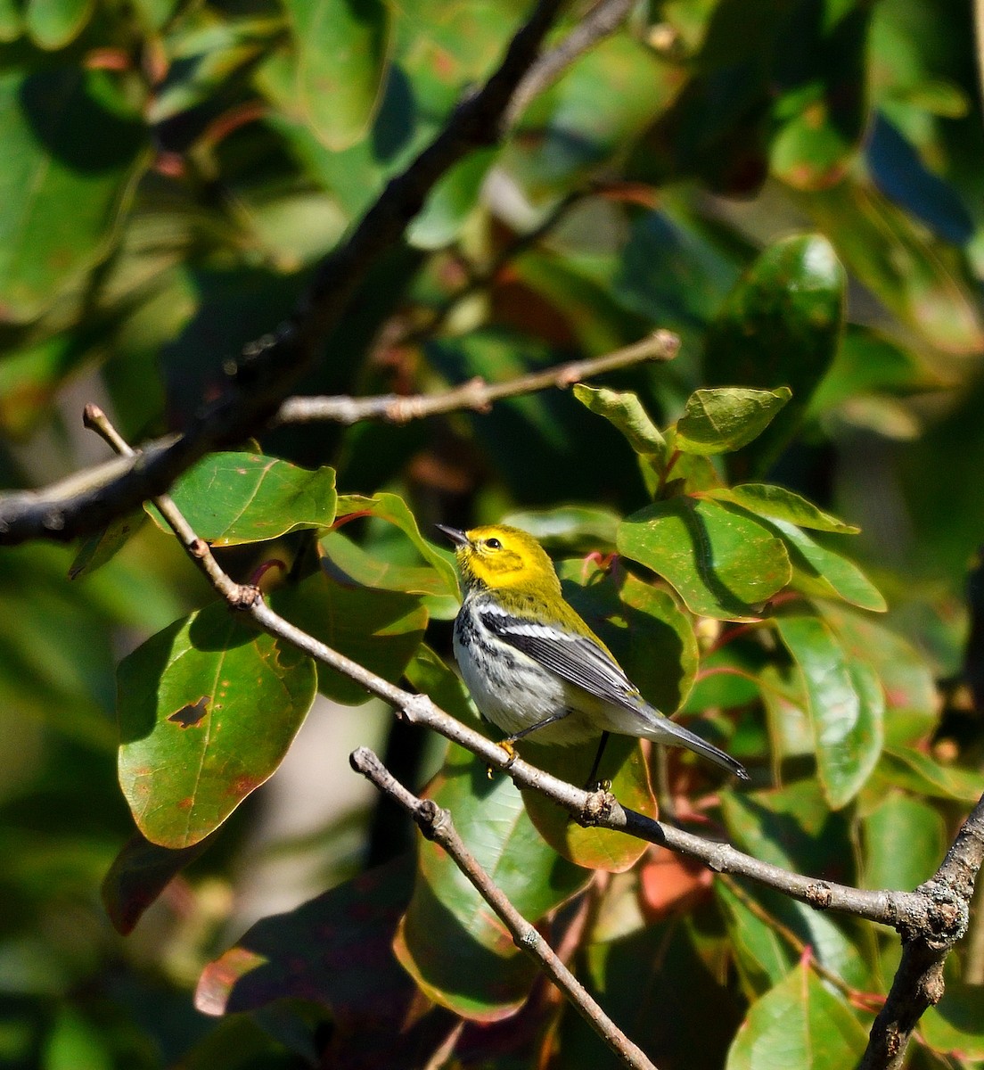 Black-throated Green Warbler - ML642941009