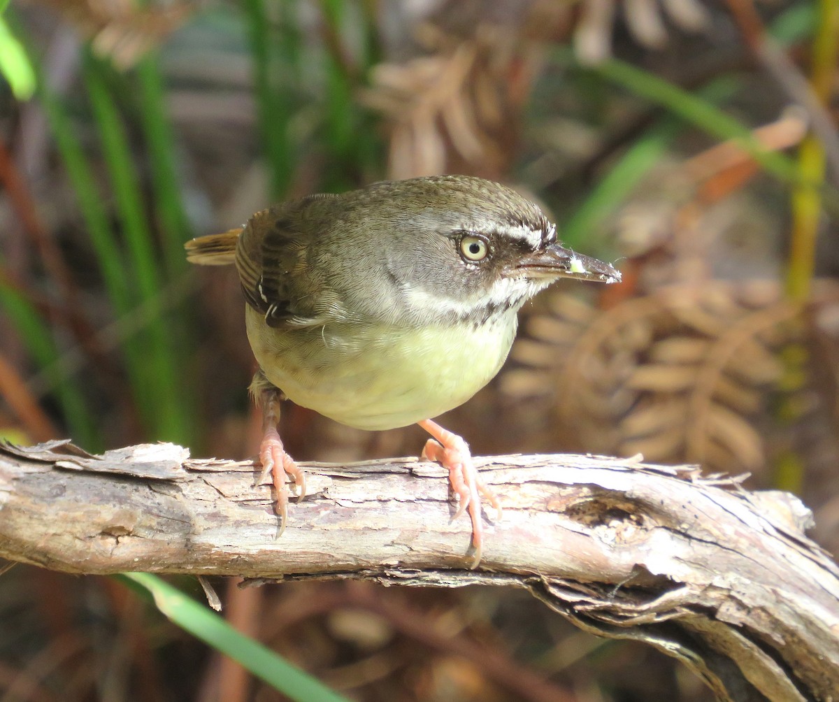 White-browed Scrubwren - ML642941014