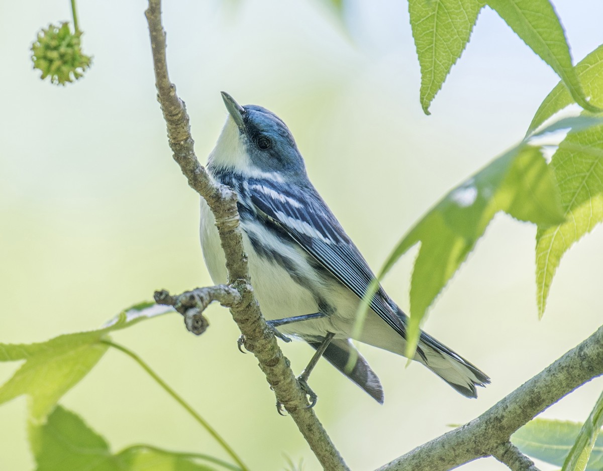 Cerulean Warbler - ML642941026