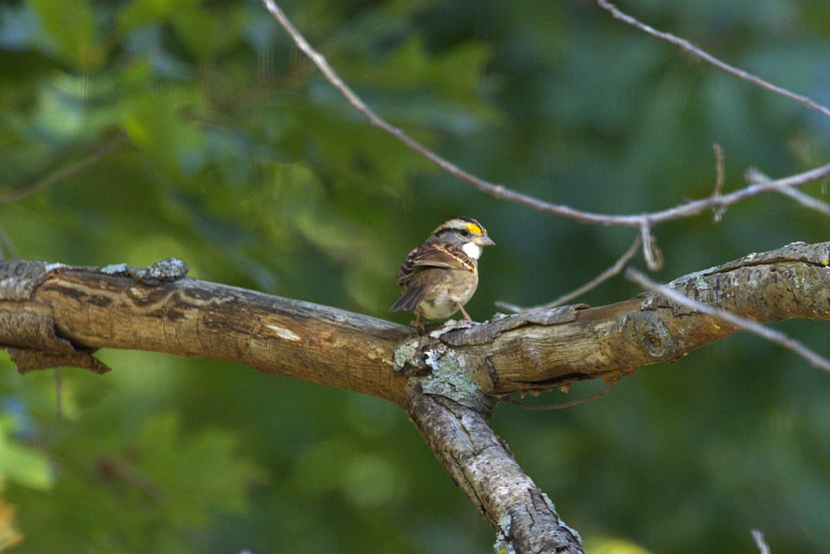 White-throated Sparrow - ML642941029