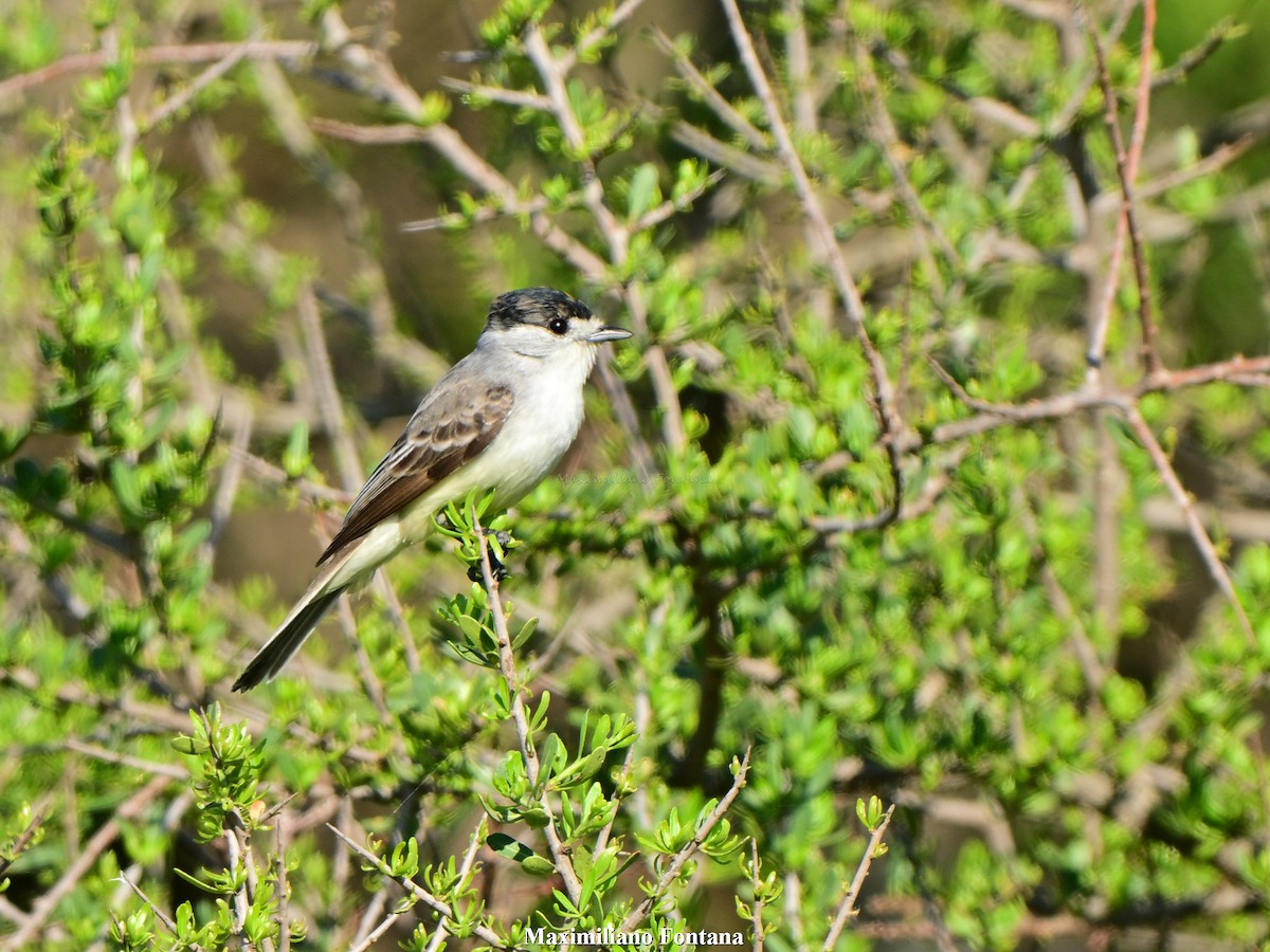 White-naped Xenopsaris - ML642941030