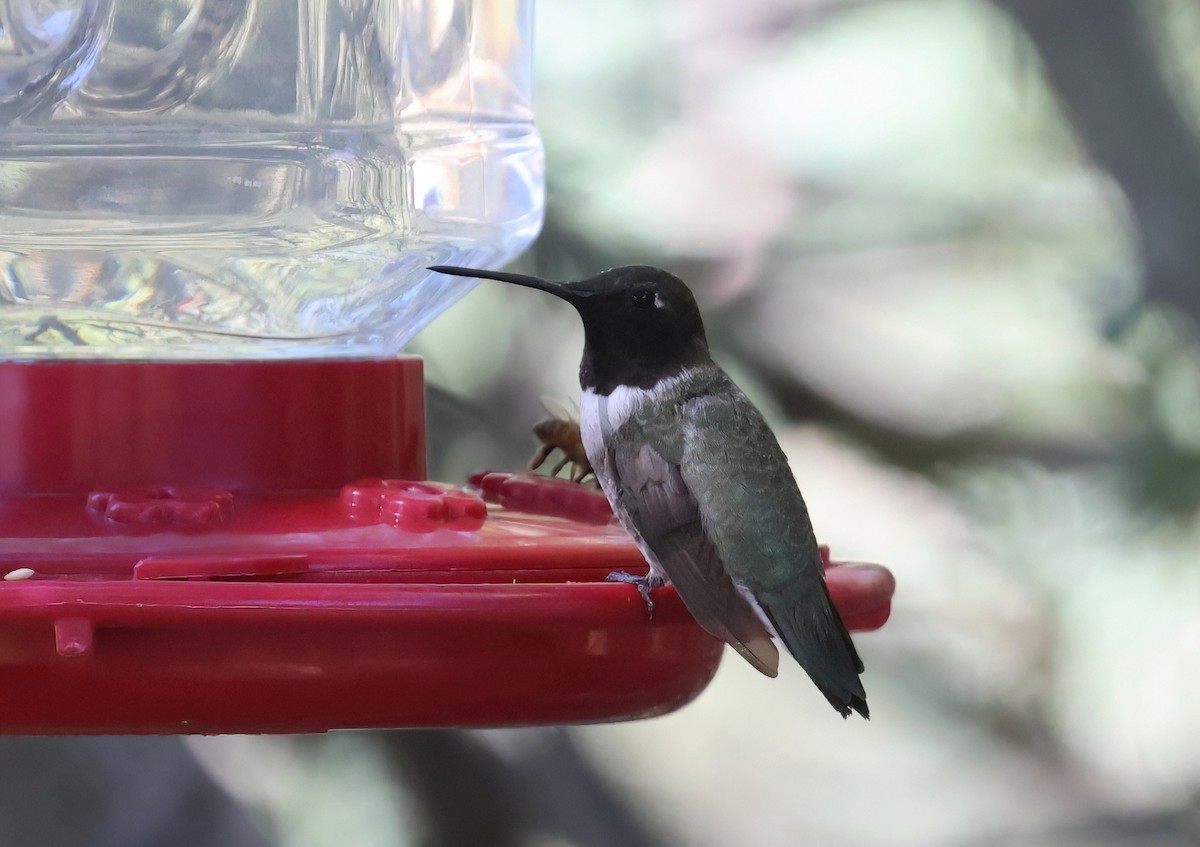 Black-chinned Hummingbird - ML642941054