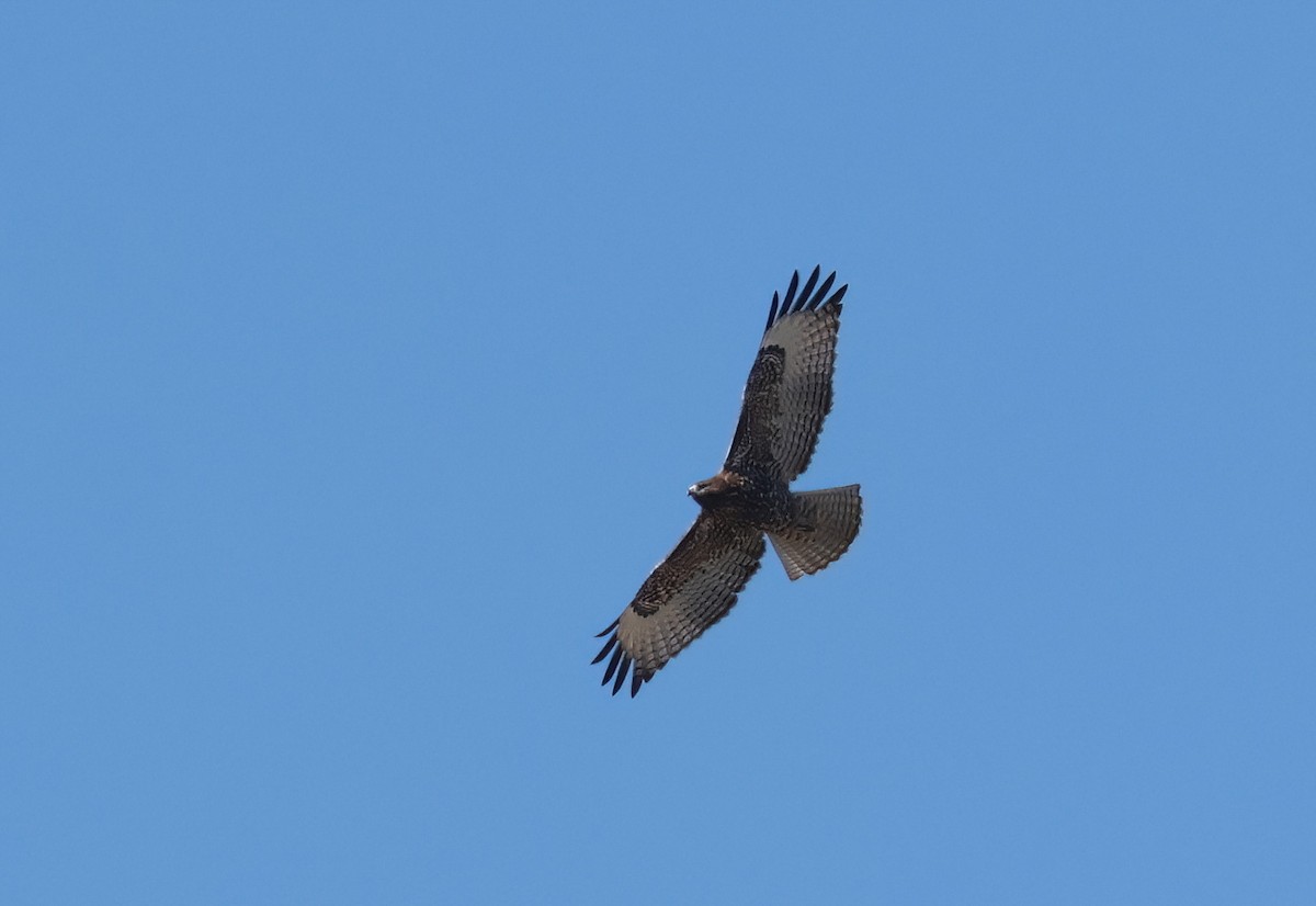 Red-tailed Hawk - ML642941064