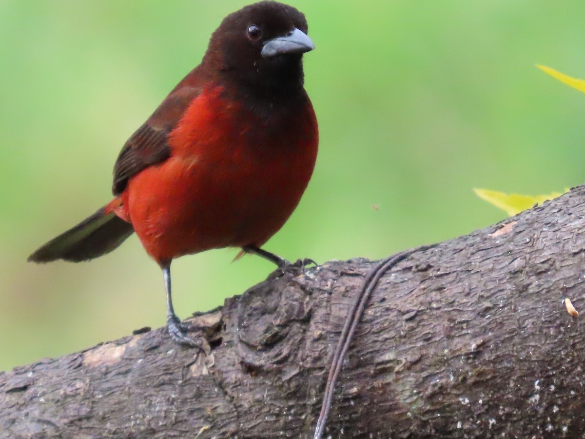 Crimson-backed Tanager - ML642941066