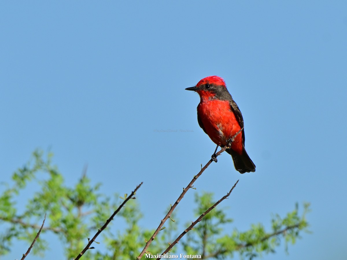 Vermilion Flycatcher - ML642941067